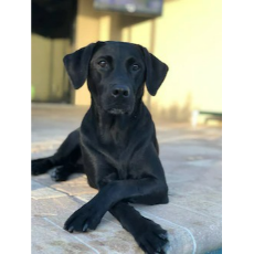 In memory of Kona Bisek